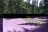Williamson Campground