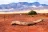 Flinders Ranges National Park