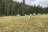 West Fork Denny Creek Dispersed Camping