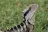 Australia Zoo