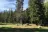 Turkey Flat Forest Camp