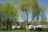 Camping des Dames des Meuse