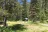 Walla Walla Forest Camp