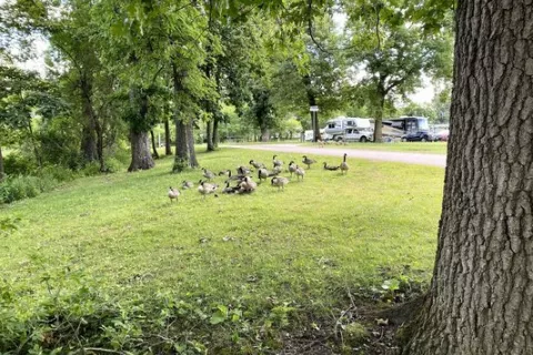 O'Connell's Yogi Bear RV Resort