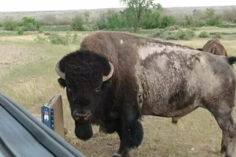 Buffalo Camp
