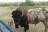 Buffalo Camp