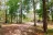 Dew Drop Campsite #5