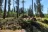 Big Larch Campground