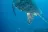 Watamu National Marine Park