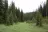 Skyland Road Dispersed Camping