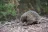 Halls Gap Village