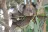 Western KI Caravan Park & Wildlife Reserve