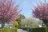 Caravanning the Cherry