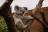 Koala Conservation Centre