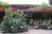 The Blue Mountains Botanic Garden
