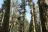 Yuba Pass Campground
