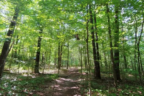 Blind Lake - Pinckney Backcountry Camping