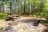 Gully Branch Campsite #11