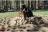 Little Bear RV Park