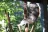 Lone Pine Koala Sanctuary