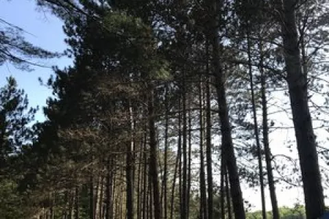 The Woodland