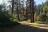 Deerhorn Forest Camp